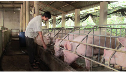 Các bộ, ngành, địa phương cần đẩy nhanh các biện pháp đàm phán tìm thị trường xuất khẩu sản phẩm chăn nuôi, tạo điều kiện tối đa cho việc xuất khẩu thịt lợn. Ảnh minh họa