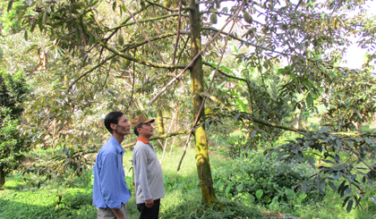 Ông Trần Văn Hoàng trao đổi kỹ thuật chăm sóc cây sầu riêng với hội viên cựu chiến binh xã Ngũ Hiệp.