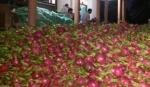 Opportunities and challenges facing Vietnam's fruit exports