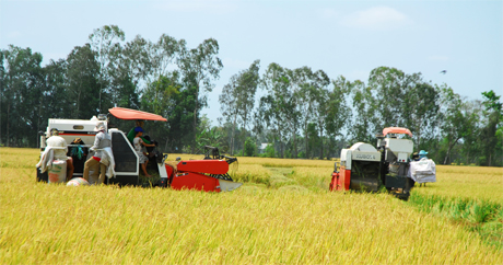 Thu hoạch lúa hè thu sớm ở cánh đồng xã Hậu Mỹ Trinh (huyện Cái Bè).