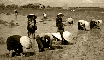 Cấy lúa vào năm 1960 ở Nam bộ.