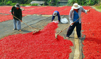 Farmers dry chili for an export business in Binh Hoa commune, Chau Thanh district, Hau Giang province. (Photo: VNA)