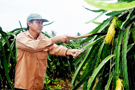 Ông Lê Văn Rỡ vươn lên khá giả nhờ mạnh dạn chuyển đổi cây trồng.