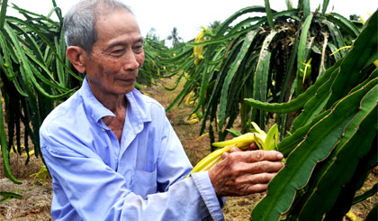 Lão nông Nguyễn Văn Báo vẫn cần mẫn với vườn thanh long của mình.