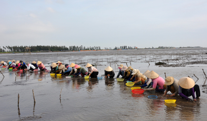 Harvesting clam at Tan Thanh beach. Photo: Huu Chi