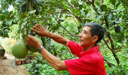 Ông Trương Hồng Đủ (ấp An Lạc Trung) đang chăm sóc vườn bưởi còn lại sau khi hiến 3,8 công đất vườn và đốn bỏ 75 gốc dừa để làm lộ Tập đoàn 7.