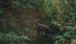 Vietnam's Bach Ma National Park selected to host world's first saola breeding centre