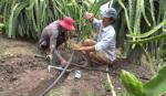 Cho Gao farmers apply the drip irrigation system in planting dragon fruit