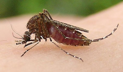 Muỗi truyền viêm não Nhật Bản ở Việt Nam chủ yếu là loài muỗi Culex Tritaeniorhynchus.