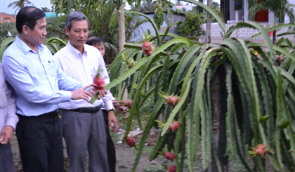 Ông Lê Văn Hưởng, Chủ tịch UBND tỉnh tham quan vườn thanh long ở xã Qươn Long, huyện Chợ Gạo.