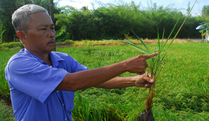 Cán bộ Trạm Bảo vệ thực vật huyện Châu Thành phân tích bệnh  VL-LXL của một ruộng lúa ở huyện Châu Thành.