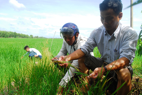 Cán bộ Chi cục Trồng trọt  và Bảo vệ thực vật tỉnh phân tích những cây lúa nhiễm bệnh VL-LXL  ở xã Tân Hòa Tây, huyện Tân Phước.