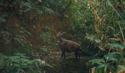 Wild saola camera-trapped in Bolikhamxay Province, Laos in 1999 (Photo: William Robichaud)