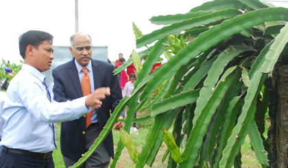 Ngài Đại sứ Ân Độ tại Việt Nam thăm khu trồng thanh long theo giàn và tưới nhỏ giọt.