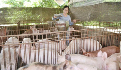 Pig breeders have been inspired with price rebound (Photo: SGGP)