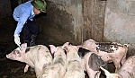 Cấm sử dụng kháng sinh trong chăn nuôi và thủy sản từ năm 2020