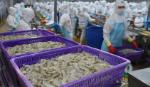 Vietnamese shrimps continue to encounter US anti-dumping duty