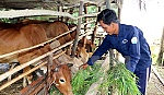 Ben Tre strives for sustainable poverty alleviation