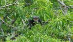 Quang Nam province protects primates from peril
