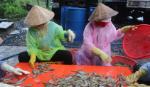 Shrimp breeding farmers in Tan Phu Dong get high profit