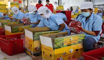 Dragon fruits are packaged at the Cat Tuong agricultural products produciton and processing Co. Ltd in Tien Giang province (Photo: VNA)