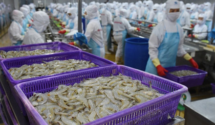 Vietnamese shrimps exported to the US have encountered difficulties due to anti-dumping tax.