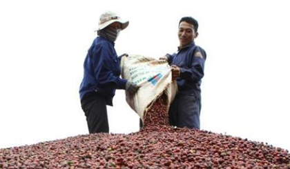 Workers dry coffee to prepare for processing. Coffee is among prioritised products in the recently approved porject on improving Vietnamese exports' competitiveness (Photo: VNA)