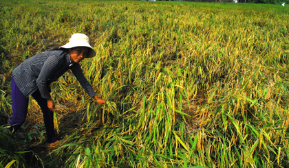 Diện tích lúa của ông Võ Văn Sữa bị lem lép hạt khoảng 70%.