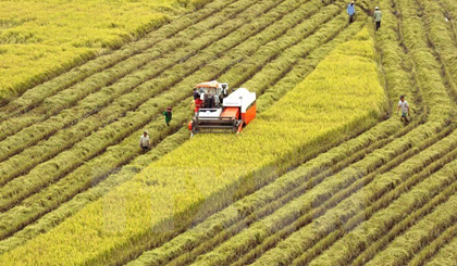 Harvesting rice in Vi Thanh commune, Vi Thanh district of the Mekong Delta province of Hau Giang (Photo: VNA)