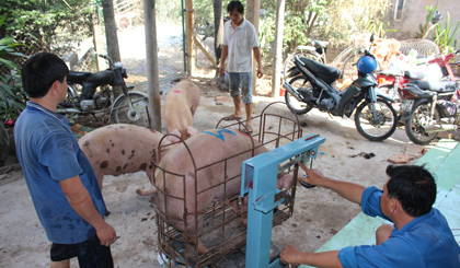 Từ ngày 1-9, việc kinh doanh thịt heo trên địa bàn TP. Hồ Chí Minh bắt buộc phải truy xuất nguồn gốc.
