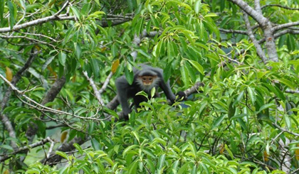 A gray-shanked douc langur (pygathrix cinerea) in central Vi​etnam. Qu​ang Nam Province plans to restore a 80ha forest to protect a herd of 50 gray-shanked douc langurs in N​ui Th​anh District. (Photo: GreenViet)