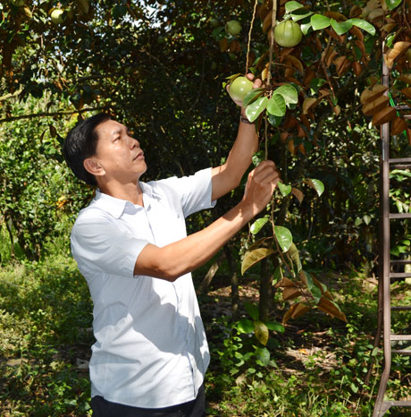Hình thành vùng sản xuất nông nghiệp tập trung, chuyên canh trên địa bàn huyện Châu Thành.