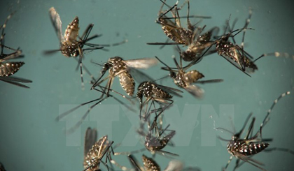 Muỗi Aedes Aegypti. (Ảnh: AFP/TTXVN)