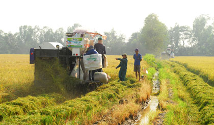 Nông dân huyện Cái Bè tích cực thu hoạch lúa hè thu chính vụ năm 2017.