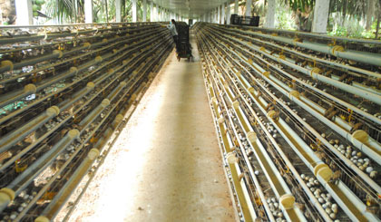 Mô hình nuôi chim cút xuất khẩu trứng sang Nhật Bản của trang trại Trần Nguyễn Hồ.