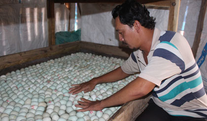 Anh Tới đầu tư máy ấp trứng để cung ứng nguồn giống cho trang trại của anh và thị trường.