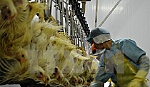 Việt Nam xuất khẩu lô hàng thịt gà đầu tiên sang thị trường Nhật Bản