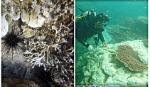 Ba Ria - Vung Tau restores coral reefs