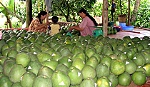 100 hectares of Co Co frapefruit in Cai Be district restored