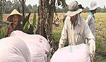 Huyện Cai Lậy nông dân trúng mùa, được giá
