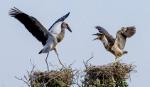 More Asian openbill storks flock to ecotourism site in Dong Thap