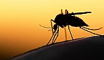 Bệnh 'siêu sốt rét' có thể lan ra toàn cầu