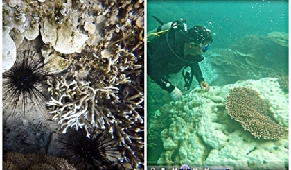The image of bleached corals in Con Dao National Park