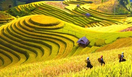 Terraced rice fields in the mystical mountain town of Sa Pa. (Source: VNA)