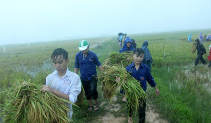 Youth volunteers help farmers harvest rice in Nong Cong district, Thanh Hoa province, which was recently hit by storm Doksuri (Photo: VNA)