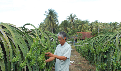 Nông dân  sản xuất giỏi Lê Đình Quang (ấp Tân Đông) luôn gắn bó với vườn thanh long