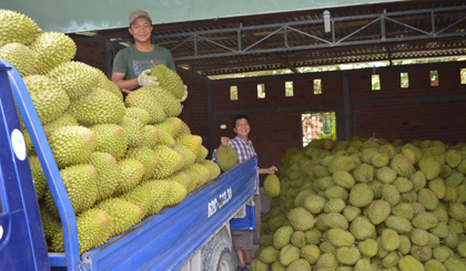 Sầu riêng Ngũ Hiệp là loại trái cây đặc sản của huyện Cai Lậy. 				                    Ảnh: THU VÂN