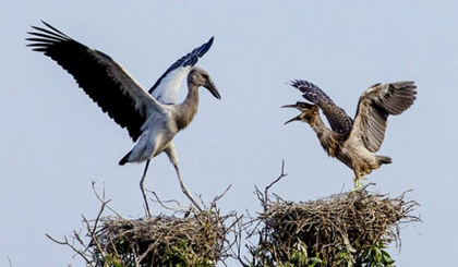 Asian openbill storks in Dong Thap. (Credit: Nguyen Thanh Hung)