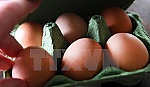 Nhật Bản lai tạo thành công gà đẻ trứng chữa bệnh với chi phí thấp
