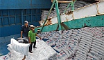 Đạt hơn 5,2 triệu tấn, xuất khẩu gạo đã vượt cả năm 2016